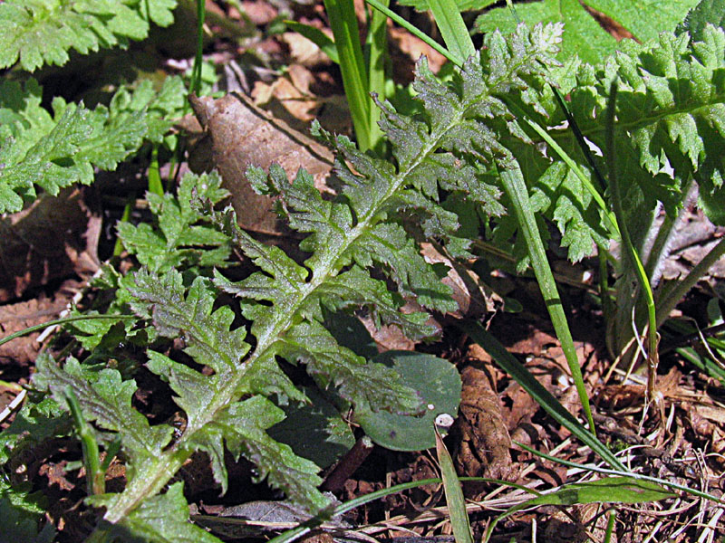 Pedicularis acaulis Scop. / Pedicolare primaticcia